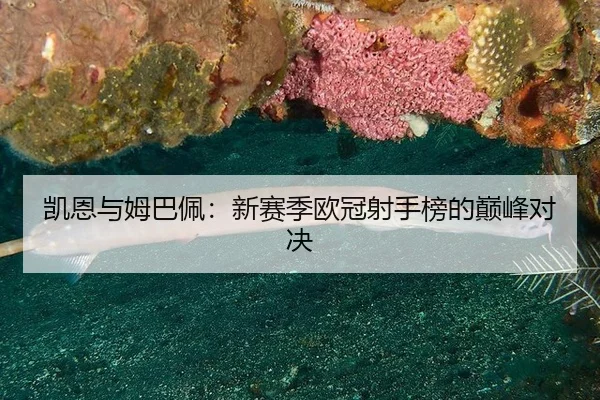 凯恩与姆巴佩：新赛季欧冠射手榜的巅峰对决